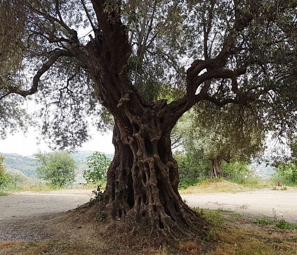 05102018 albero monumentale castello Agropoli