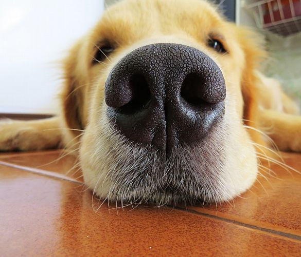 06012018 adotta un cane