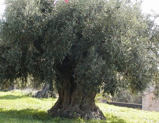 Giuseppe-Lembo foto - 06022015 ulivo secolare
