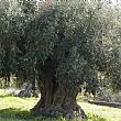 Attualita foto - 06022015 ulivo secolare