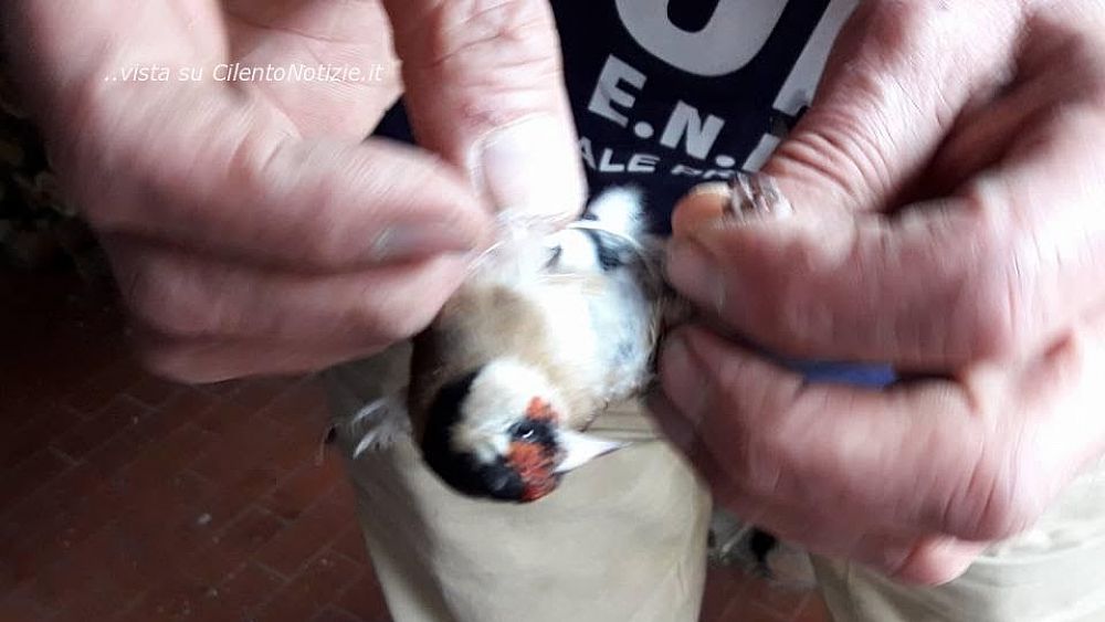 06022017 cardellini e uccelli