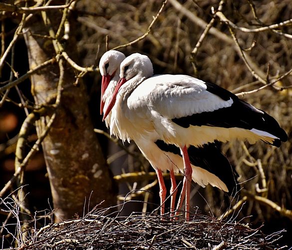 Marisa-Russo foto - 06022019 cicogne coppia nido