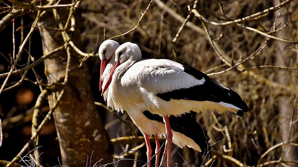 06022019 cicogne coppia nido 06022019 cicogne coppia nido