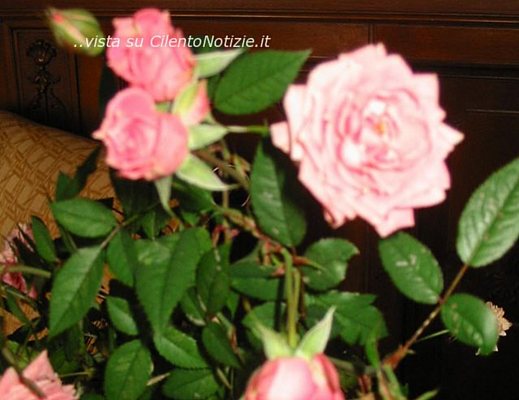 Marisa-Russo foto - 06032013 piante medicali