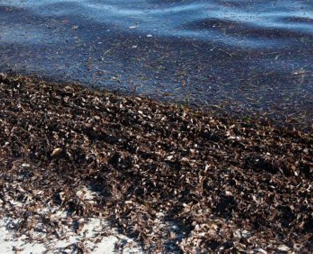 06032014 alghe spiaggia