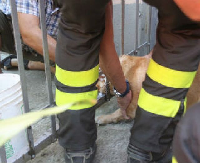 06032015 cagnolino incastrato