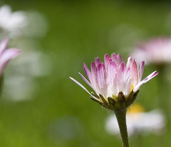 Giuseppe-Lembo foto - 06032017 filosofia fiore