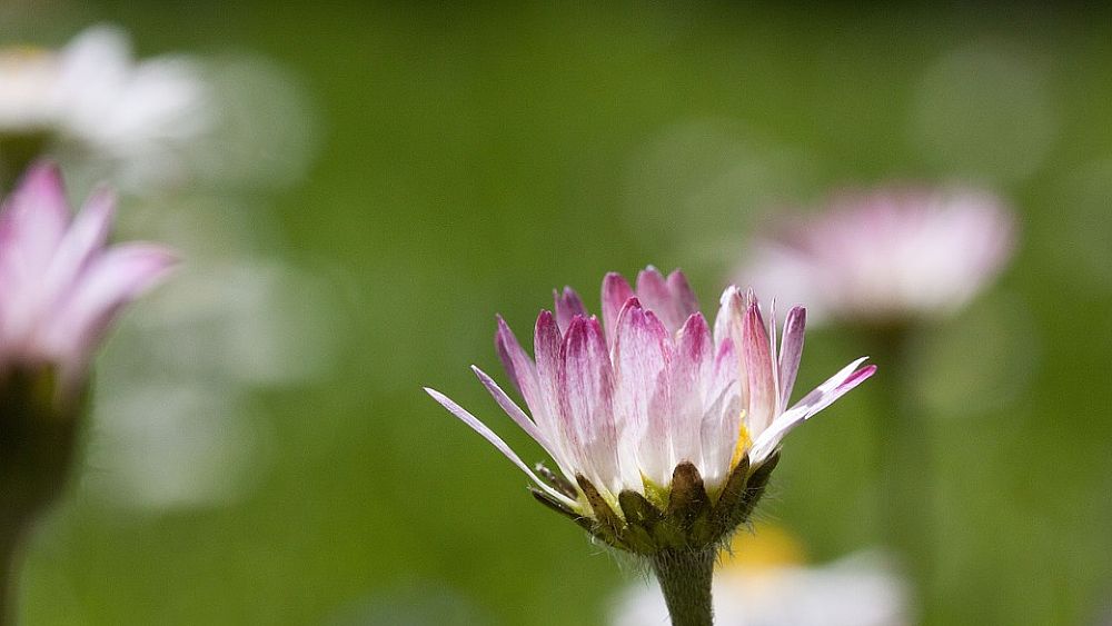 06032017 filosofia fiore