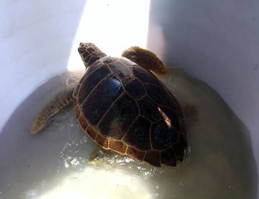 06042013 tartarughe salvate salerno