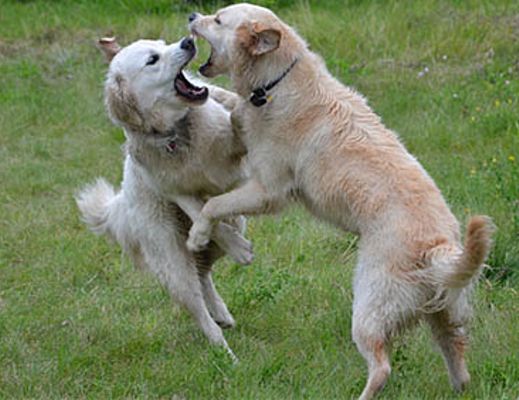 06052015 lite tra cani