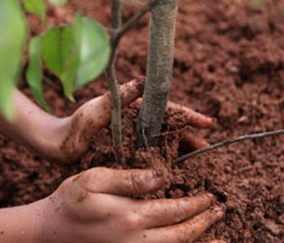 06052016 piantare un albero