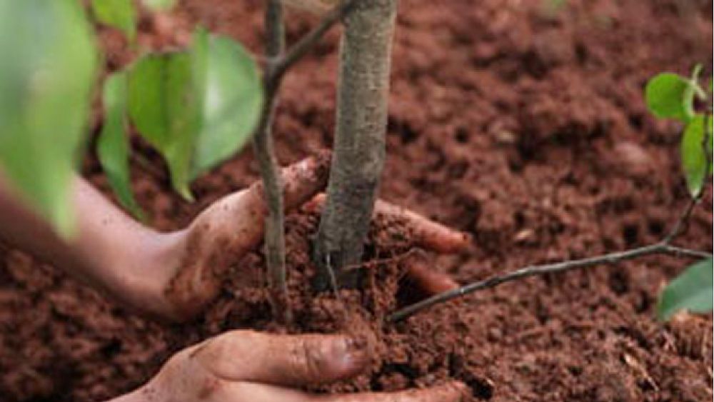 06052016 piantare un albero