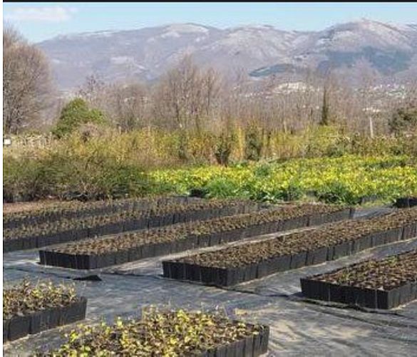 06052019 vivai forestali campania