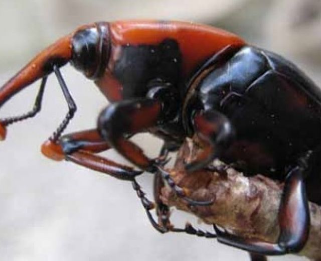 06062014 punteruolo rosso palme