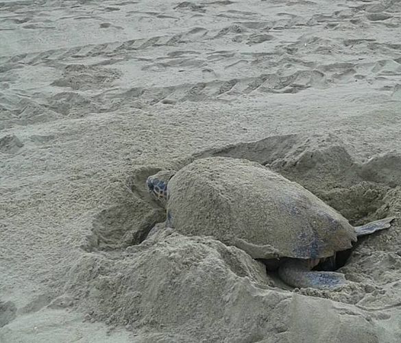 06072016 Caretta caretta spiaggia