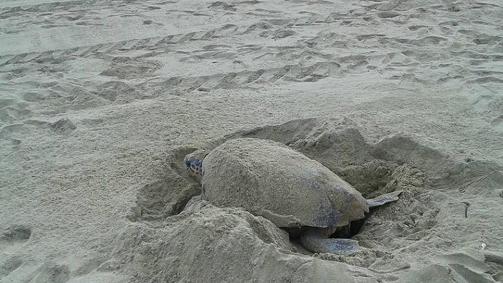 06072016 Caretta caretta spiaggia