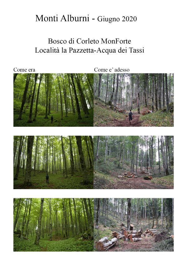 bosco taglio alberi