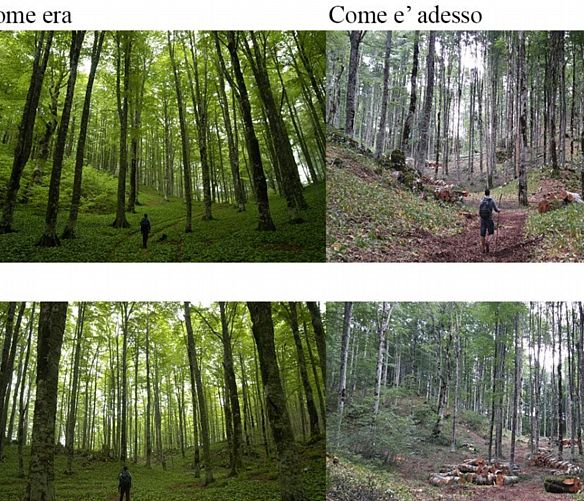 06072020 boschi taglio alberi