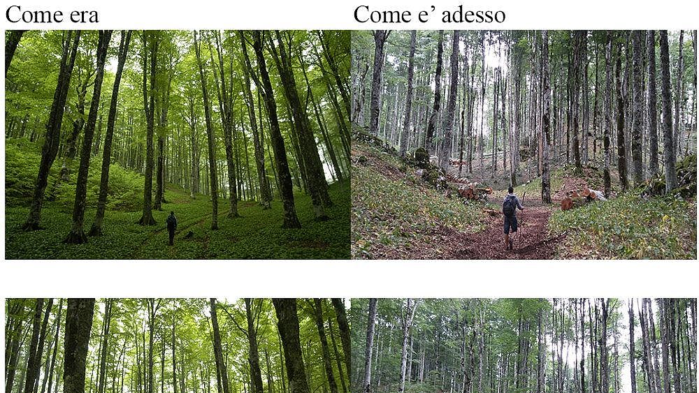 06072020 boschi taglio alberi