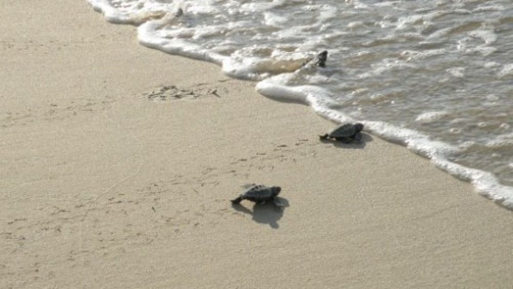 06082017 schiusa uova