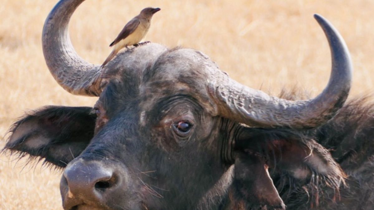 06082025 bufala 06082025 bufala