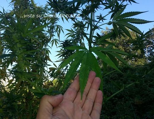 06092013 cannabis cta vallo