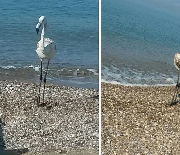 06092016 fenicottero a salerno