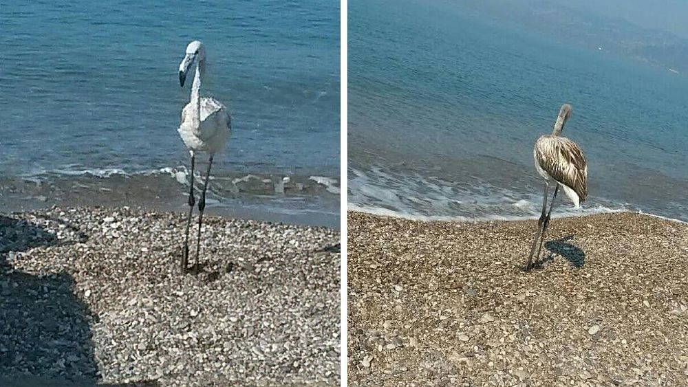 06092016 fenicottero a salerno