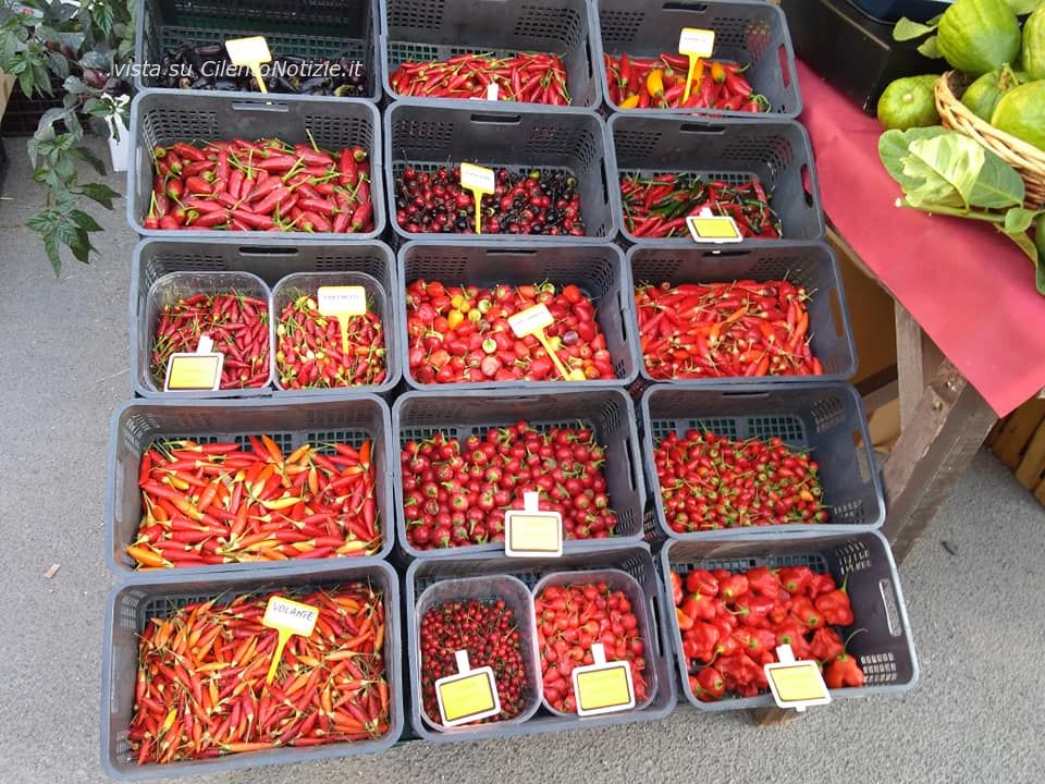 peperoncino diamante