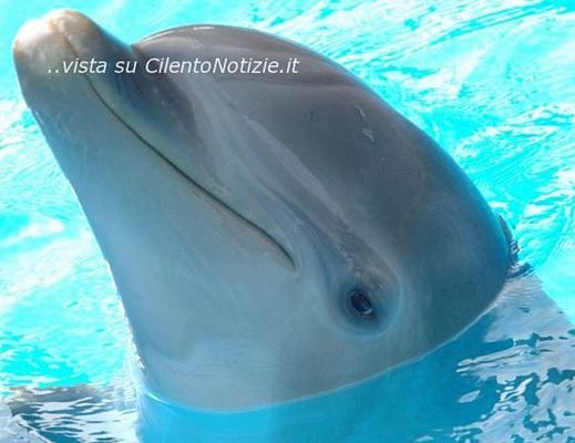 Floriana-Iuliano foto - 06102013 delfinoterapia