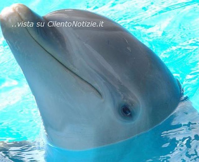 06102013 delfinoterapia 06102013 delfinoterapia