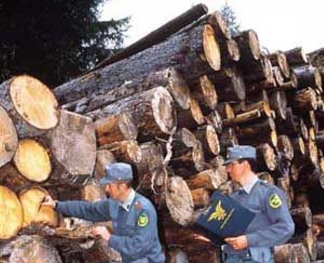 06102014 taglio legna