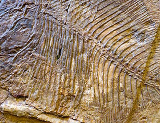 06102015 pesce fossile