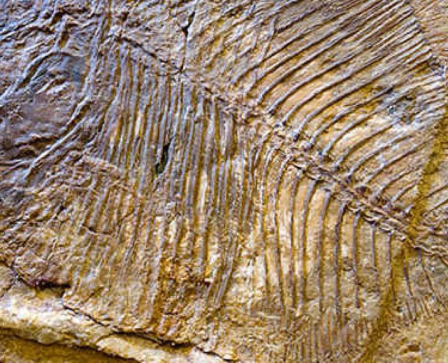 06102015 pesce fossile