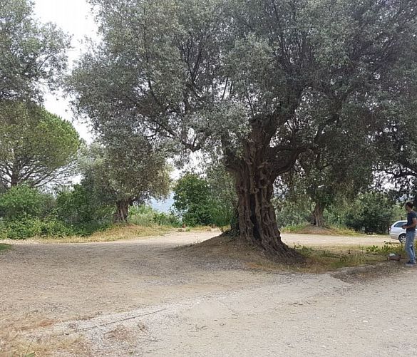 06102018 albero monumentale agropoli 2