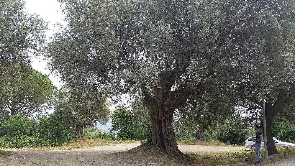 06102018 albero monumentale agropoli 2
