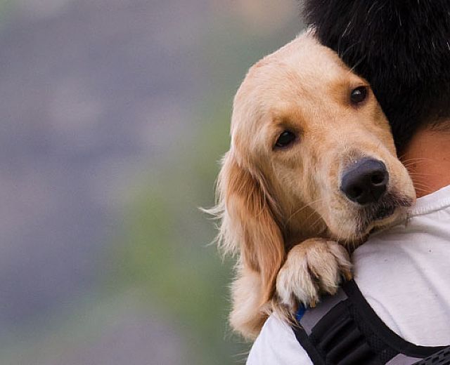 06112014 leggi tutela animali