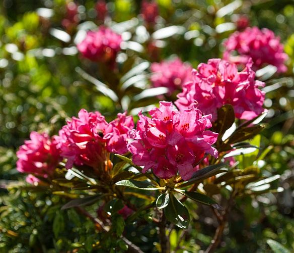 06112016 rosa alpina