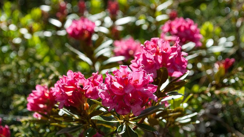 06112016 rosa alpina