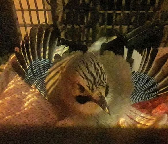 06112018 uccello controlli enpa