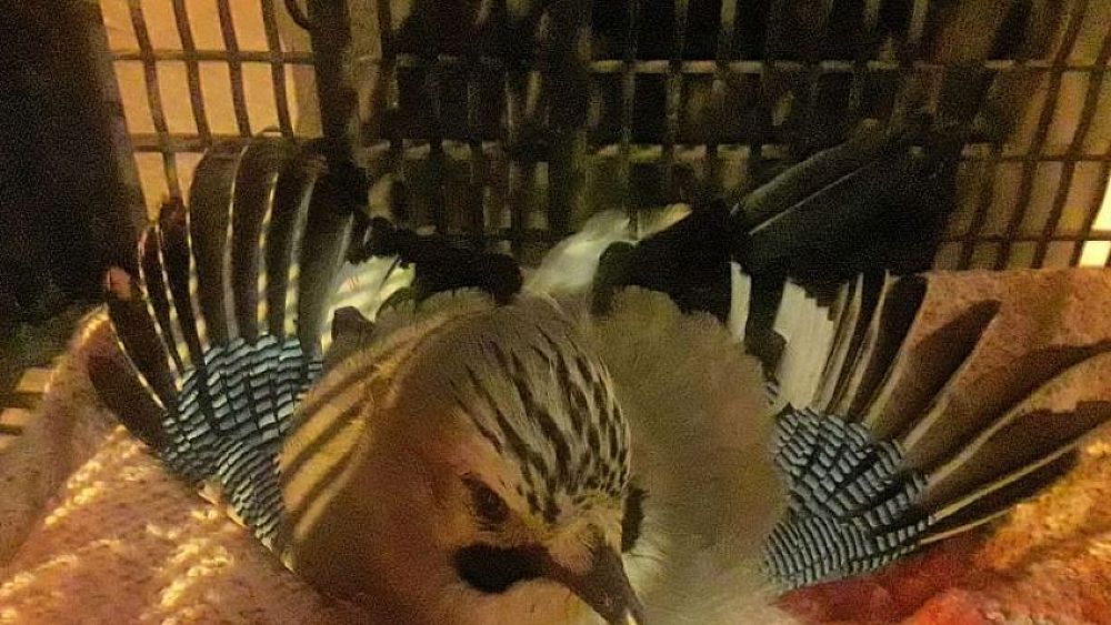 06112018 uccello controlli enpa