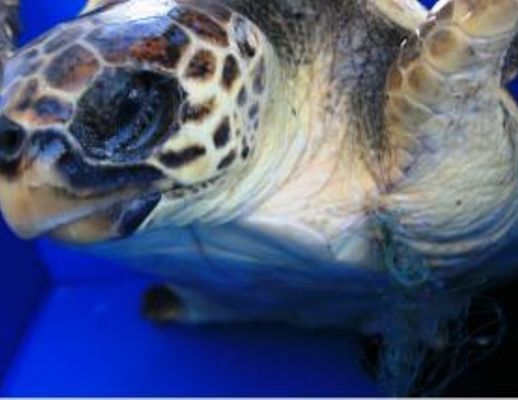 06122013  tartaruga caretta caretta