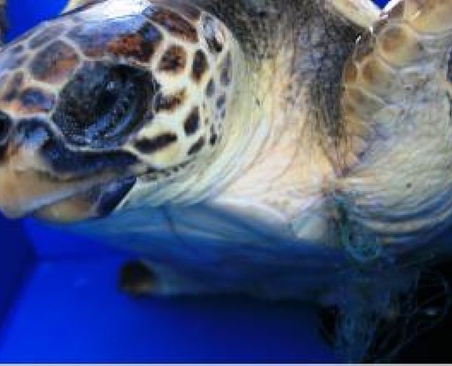 06122013  tartaruga caretta caretta