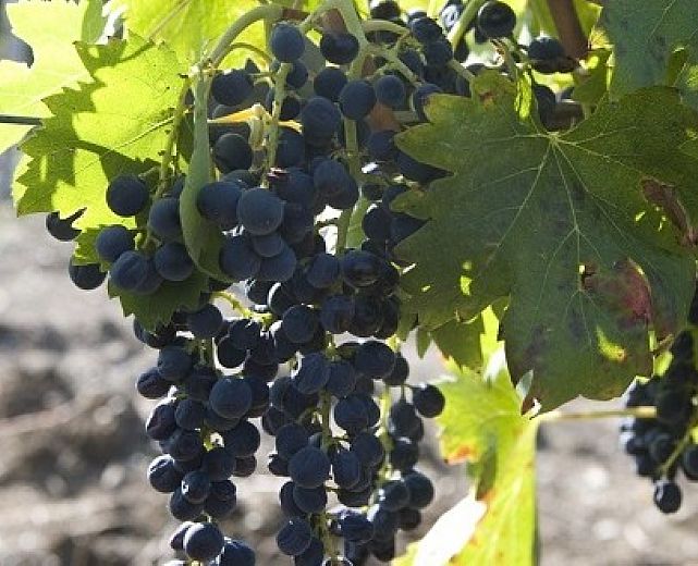 06122013 AGLIANICONE