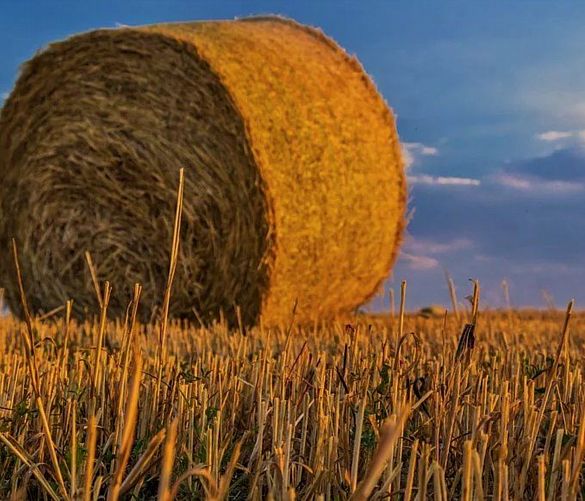 07012020 agricoltura fieno