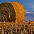 Concorsi foto - 07012020 agricoltura fieno