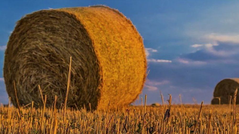 07012020 agricoltura fieno