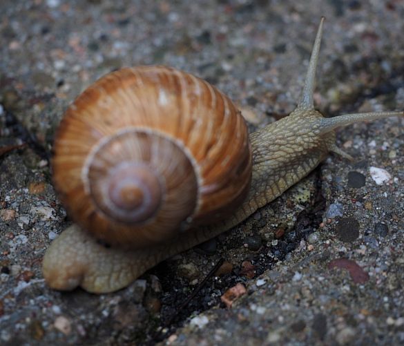 07022018 Molluschi Terrestri