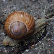 Cultura foto - 07022018 Molluschi Terrestri