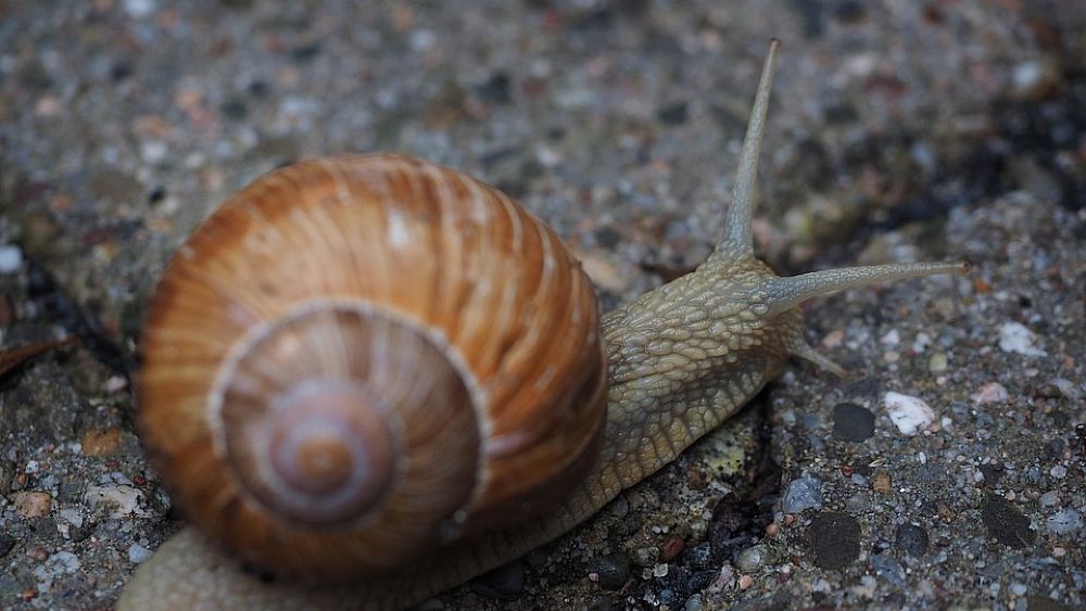 07022018 Molluschi Terrestri